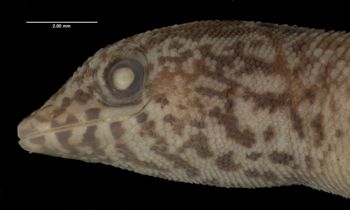 Media type: image;   Herpetology R-34403